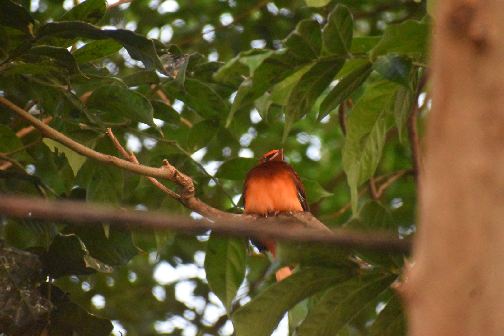 Bird ID Needed (Dallas World Aquarium)