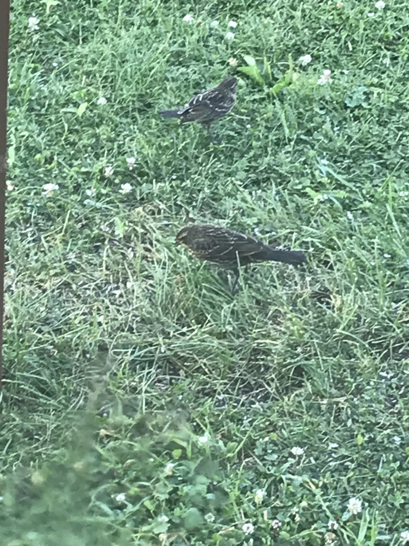 Bird ID needed