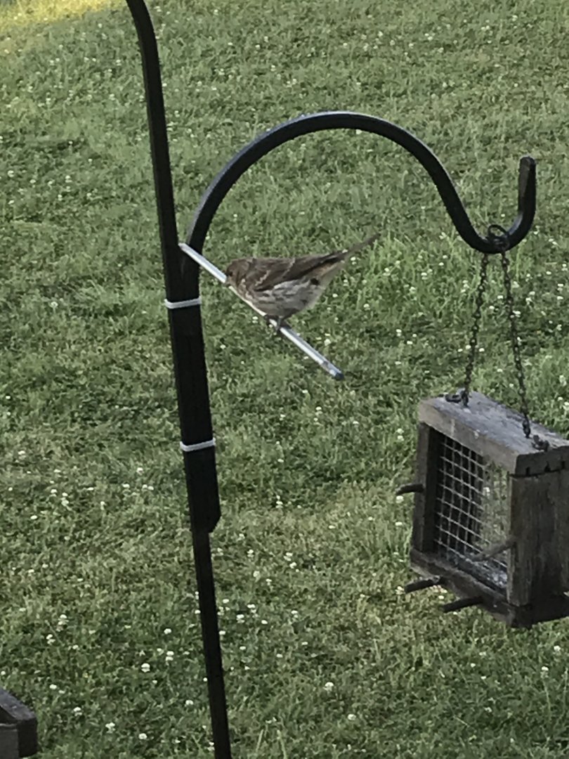 Bird ID needed