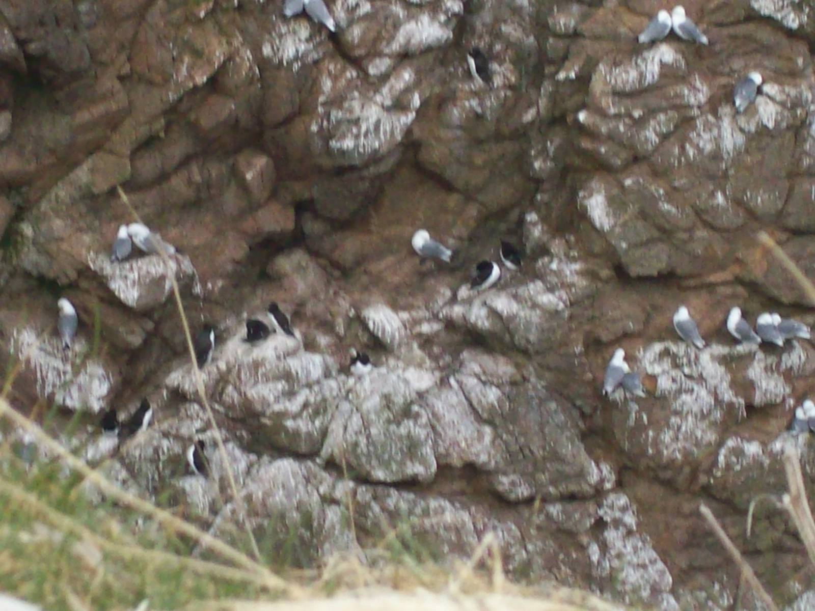 bird Id (not for the gulls)