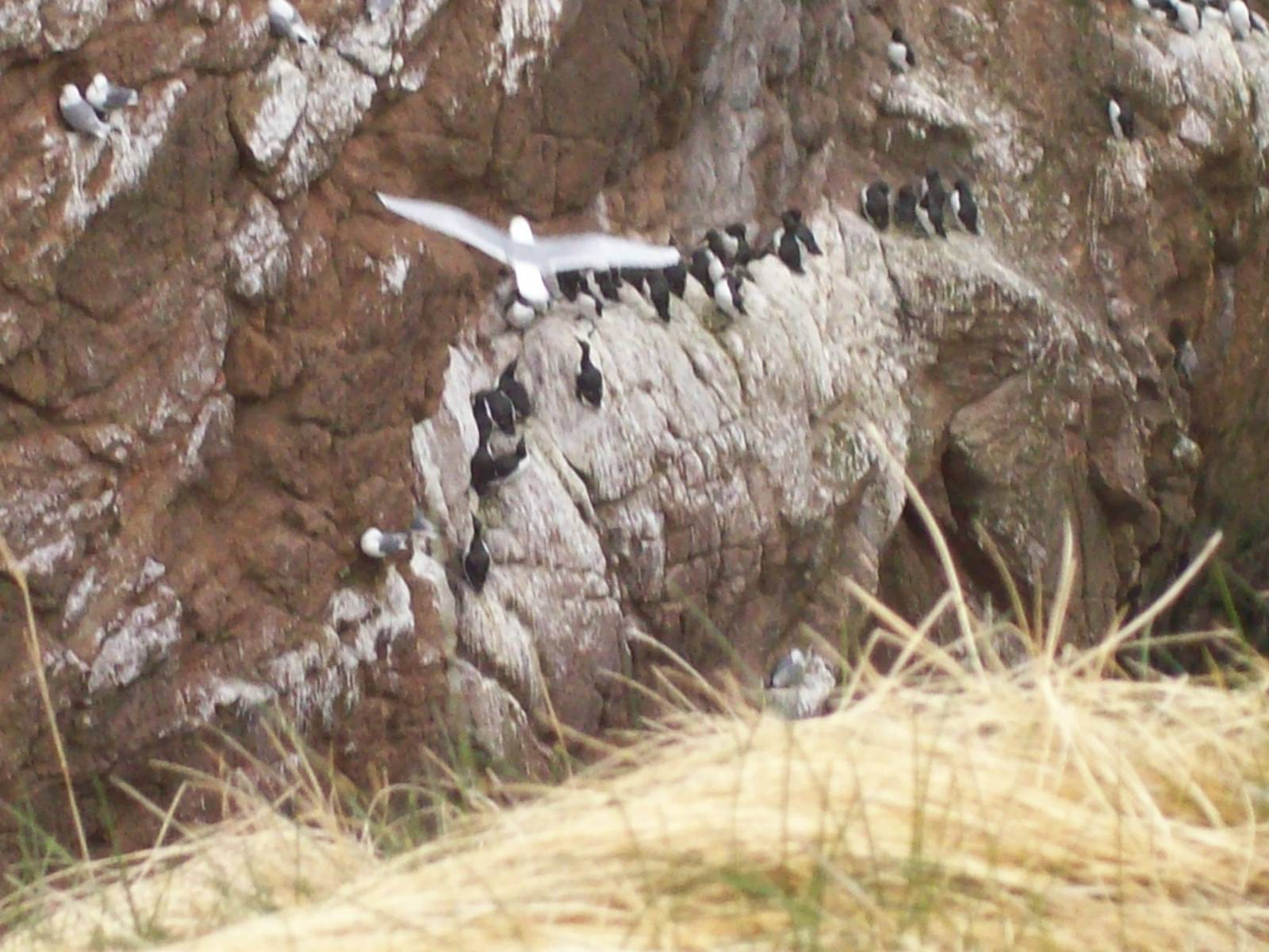 Bird ID (not for the gulls)