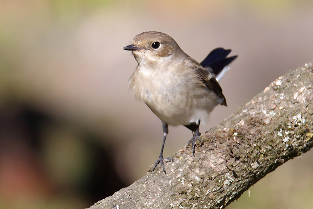 Bird ID - Parc des Oiseaux (Villars les Dombes)