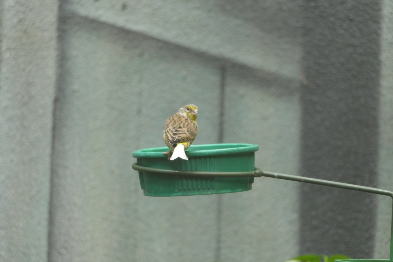 Bird ID? - Philadelphia Zoo McNeil Avian Center