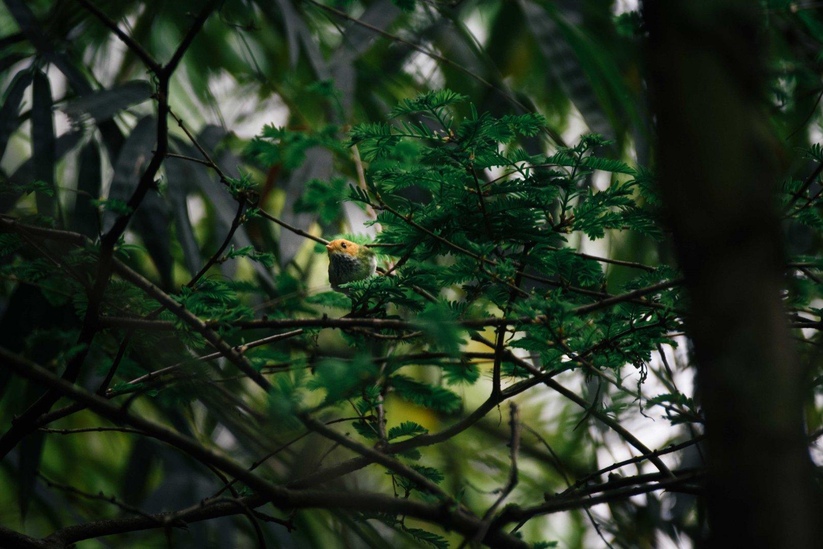 Bird ID? Photographed in Dujiangyan, Sichuan, China