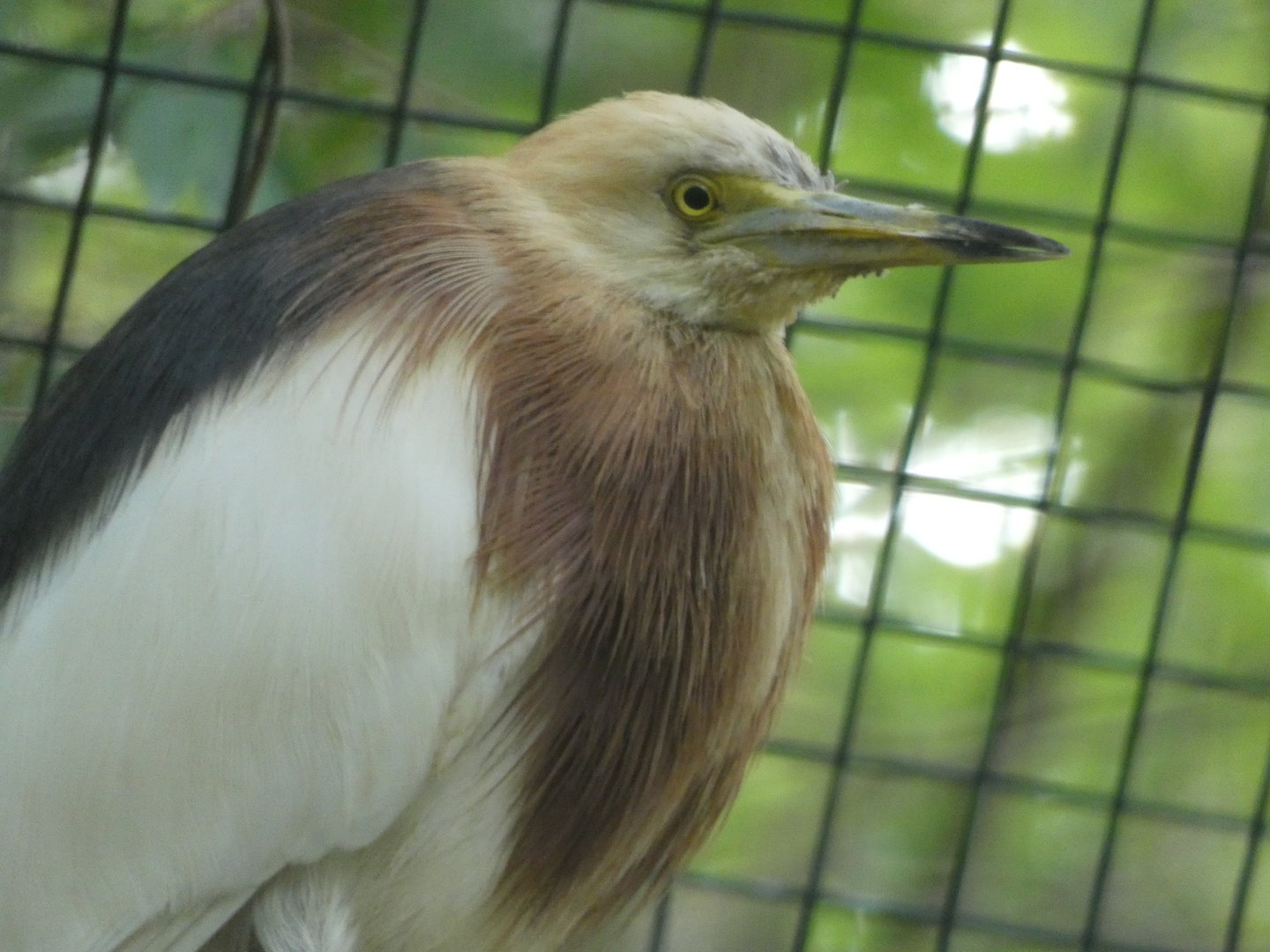 Bird ID - Plzen Zoo