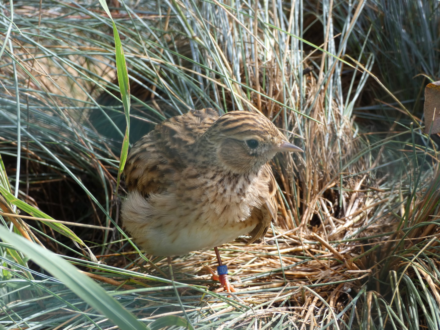 Bird ID - Plzen Zoo