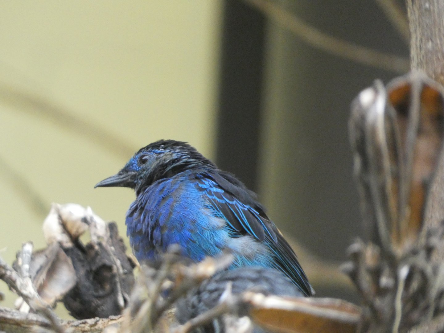 Bird ID? - San Diego Zoo Hummingbird Habitat