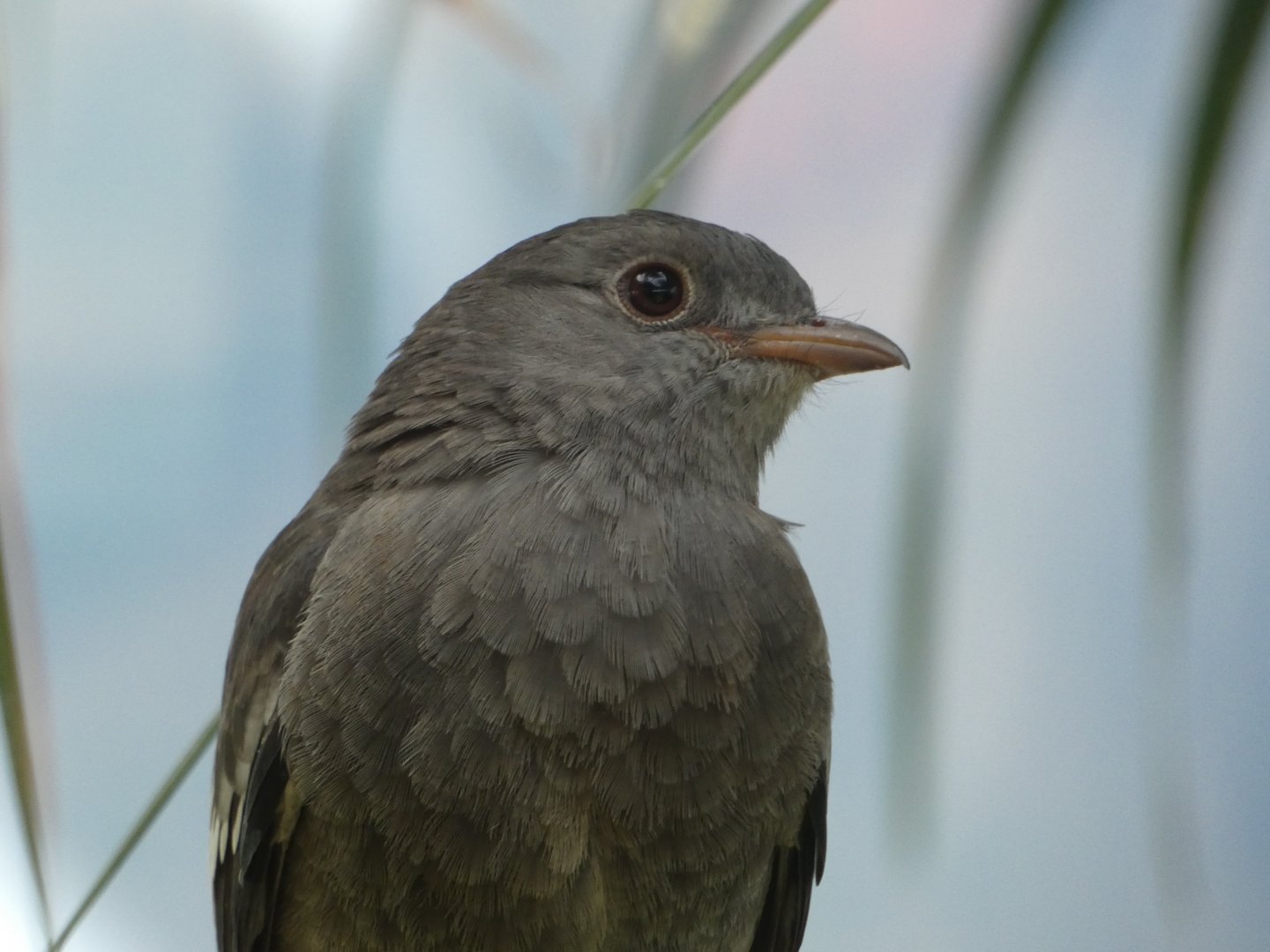 Bird ID? - San Diego Zoo Hummingbird Habitat