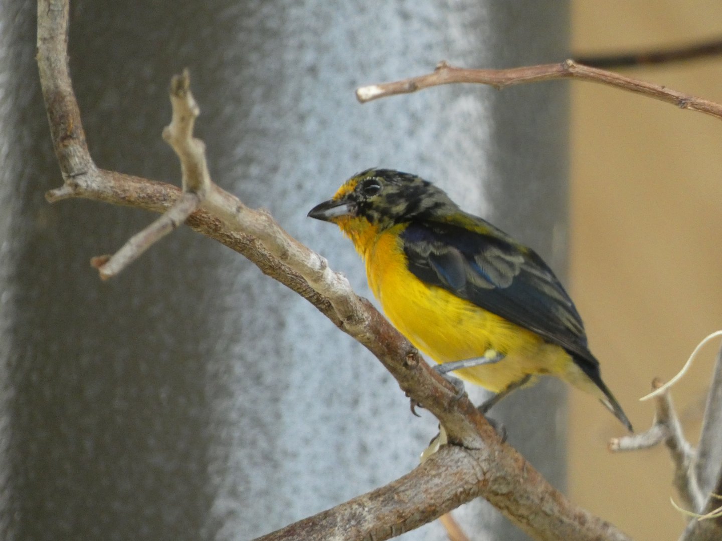 Bird ID? - San Diego Zoo Hummingbird Habitat