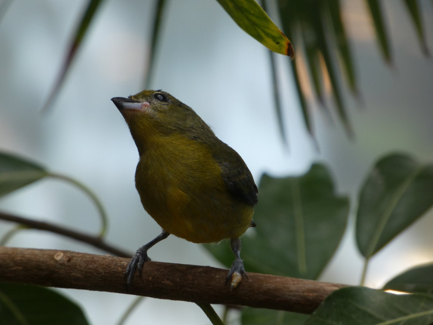 Bird ID? - San Diego Zoo Hummingbird Habitat