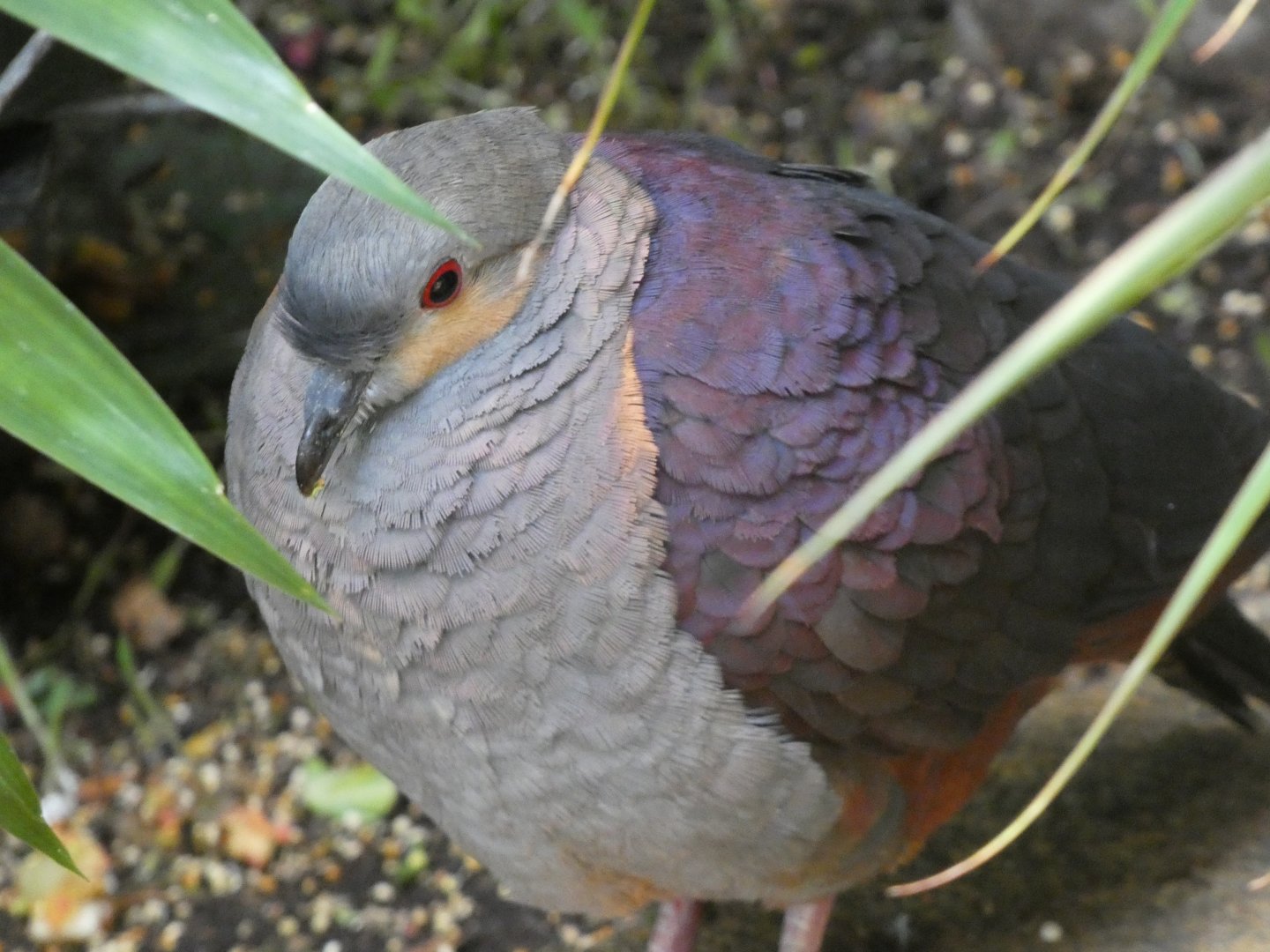 Bird ID? - San Diego Zoo Hummingbird Habitat