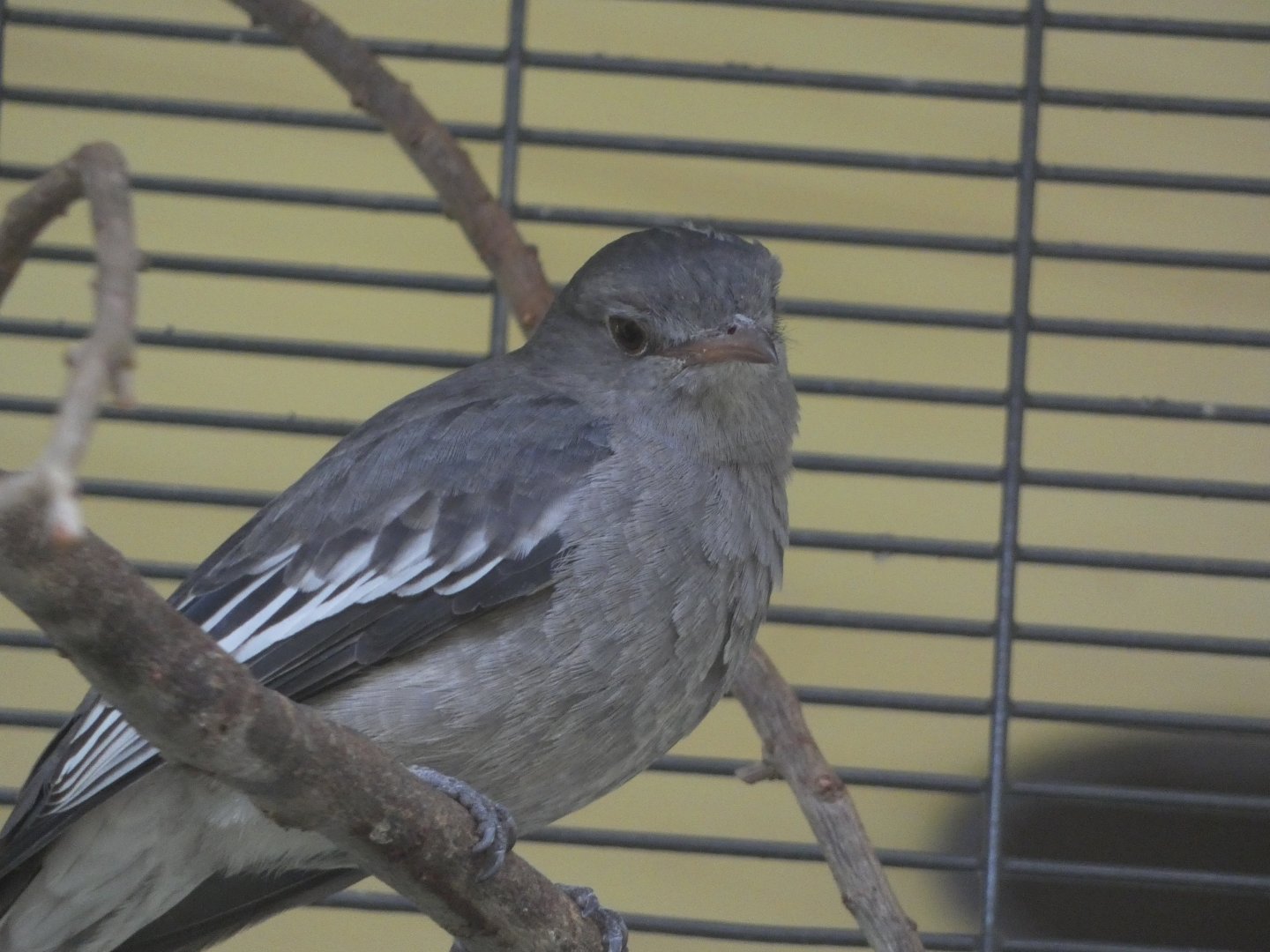 Bird ID? - San Diego Zoo Hummingbird Habitat
