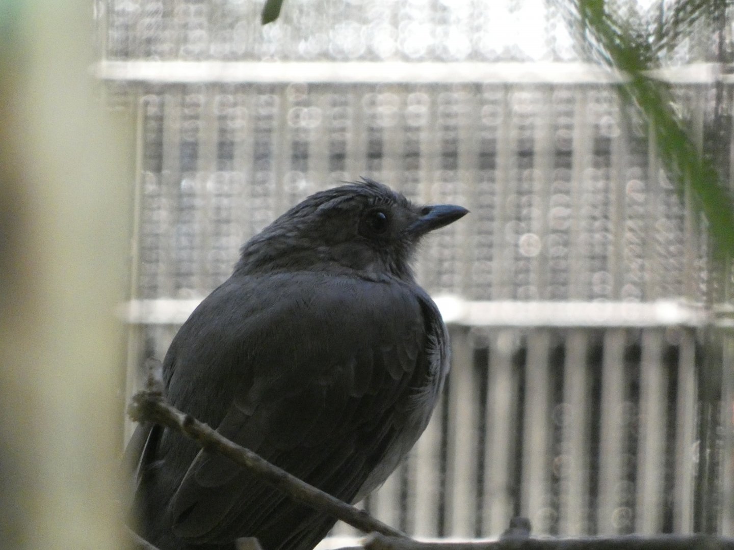 Bird ID? - San Diego Zoo Hummingbird Habitat
