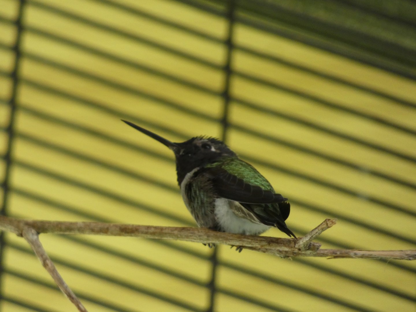 Bird ID? - San Diego Zoo Hummingbird Habitat