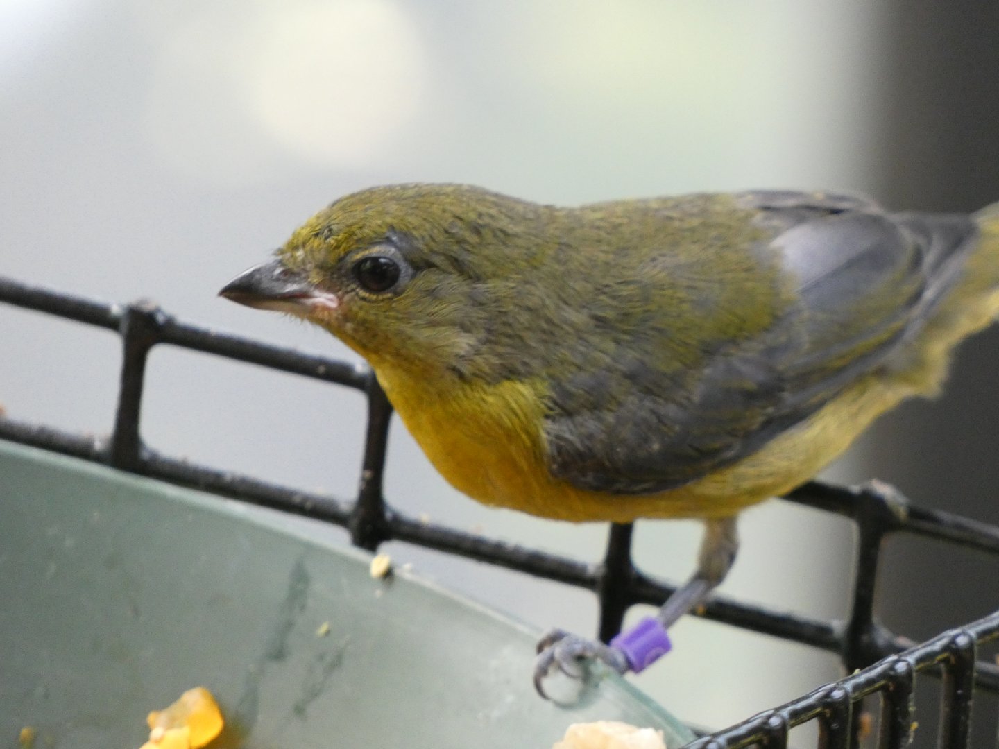 Bird ID? - San Diego Zoo Hummingbird Habitat