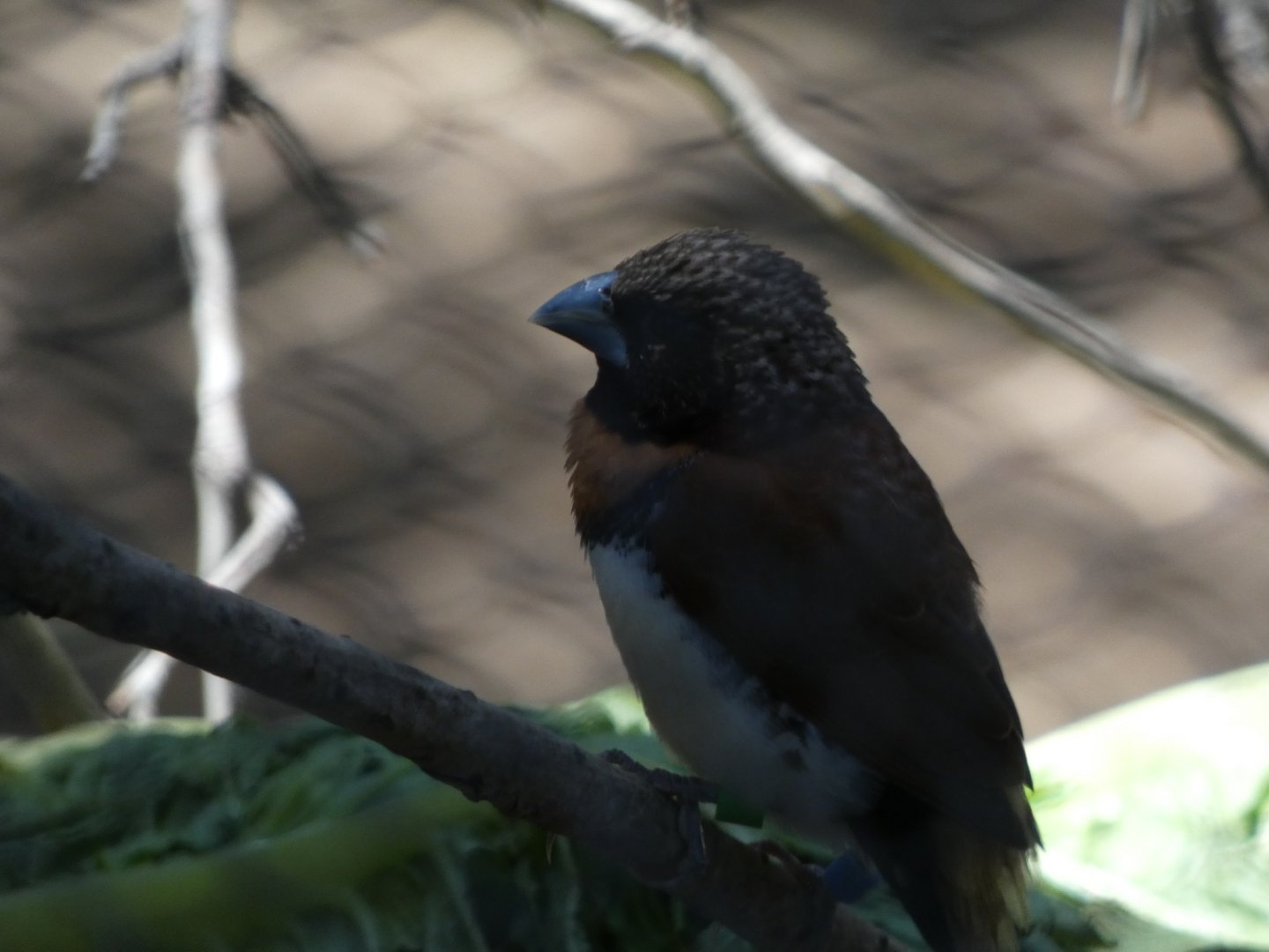 Bird ID? - San Diego Zoo