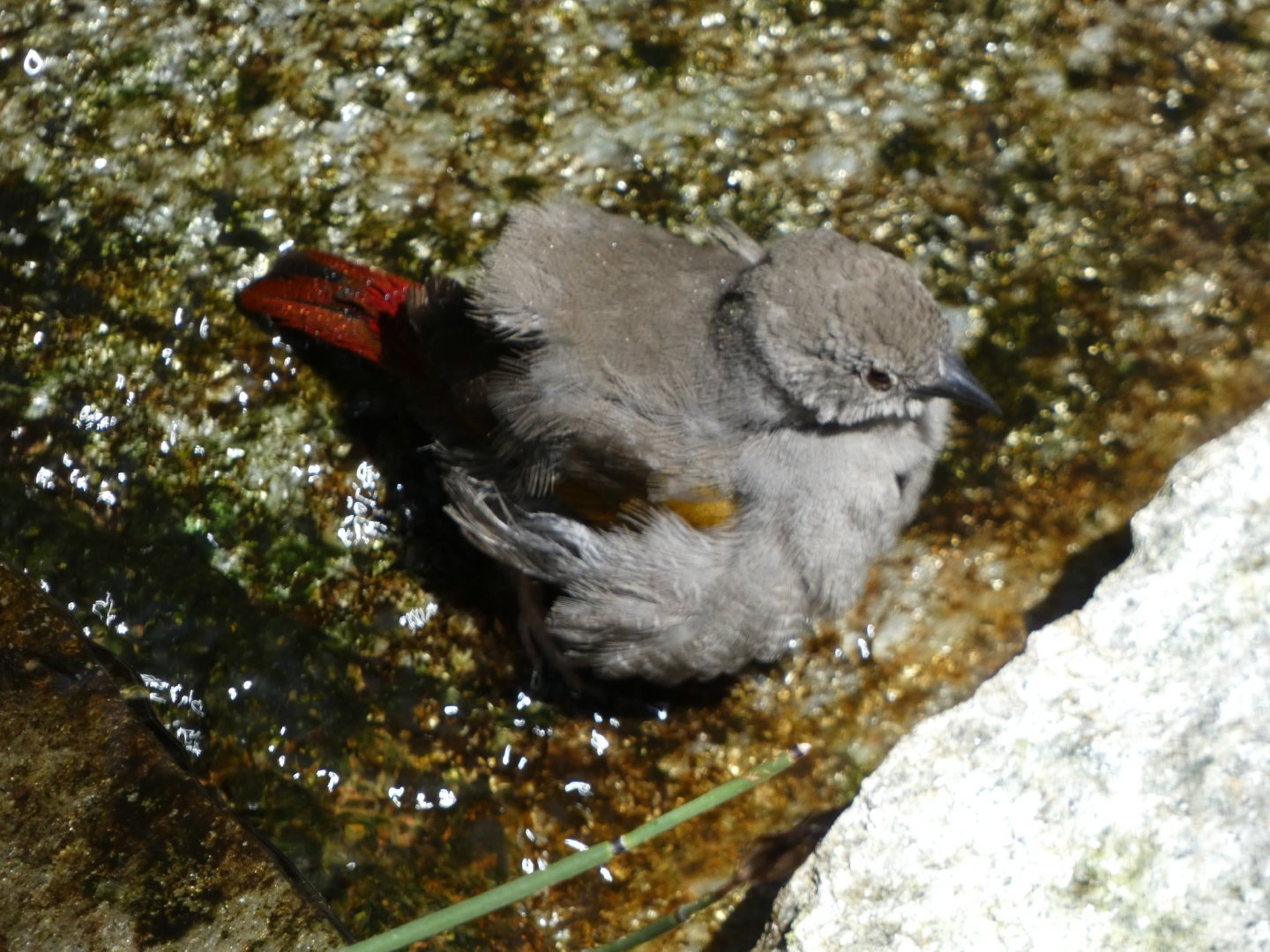 Bird ID? - San Diego Zoo