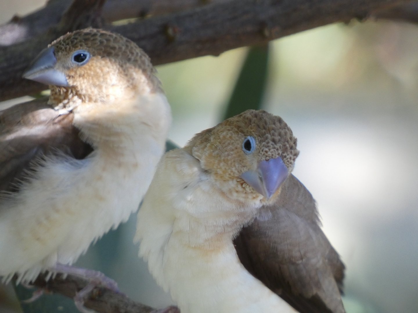 Bird ID? - San Diego Zoo