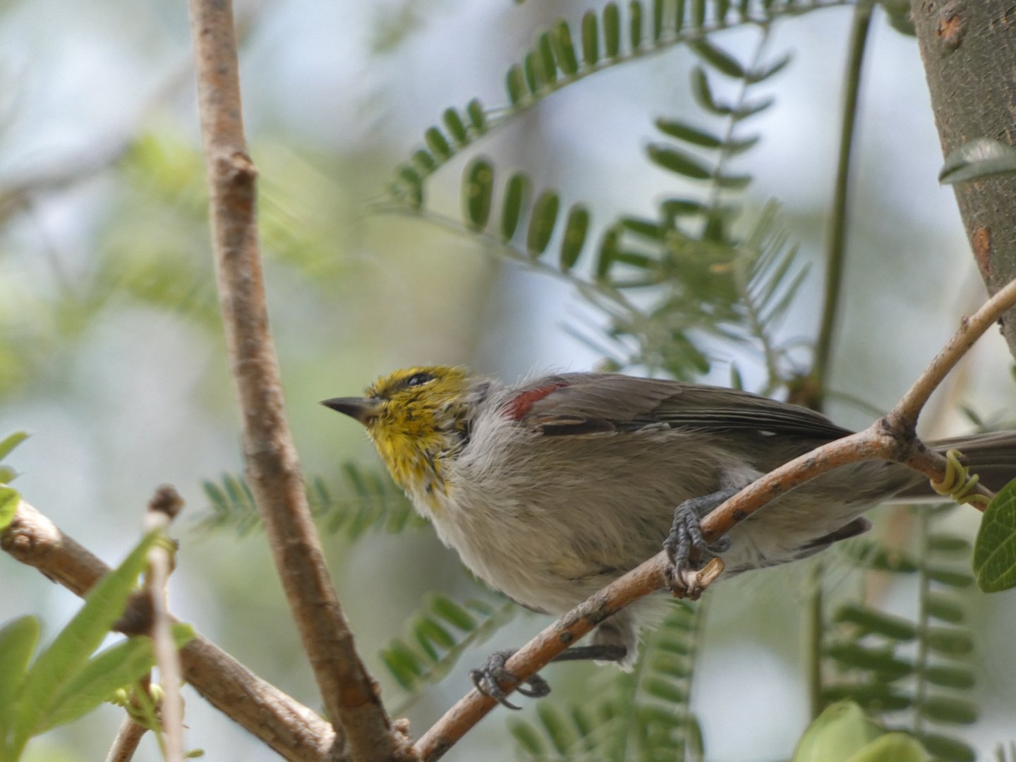 Bird ID? - San Diego Zoo