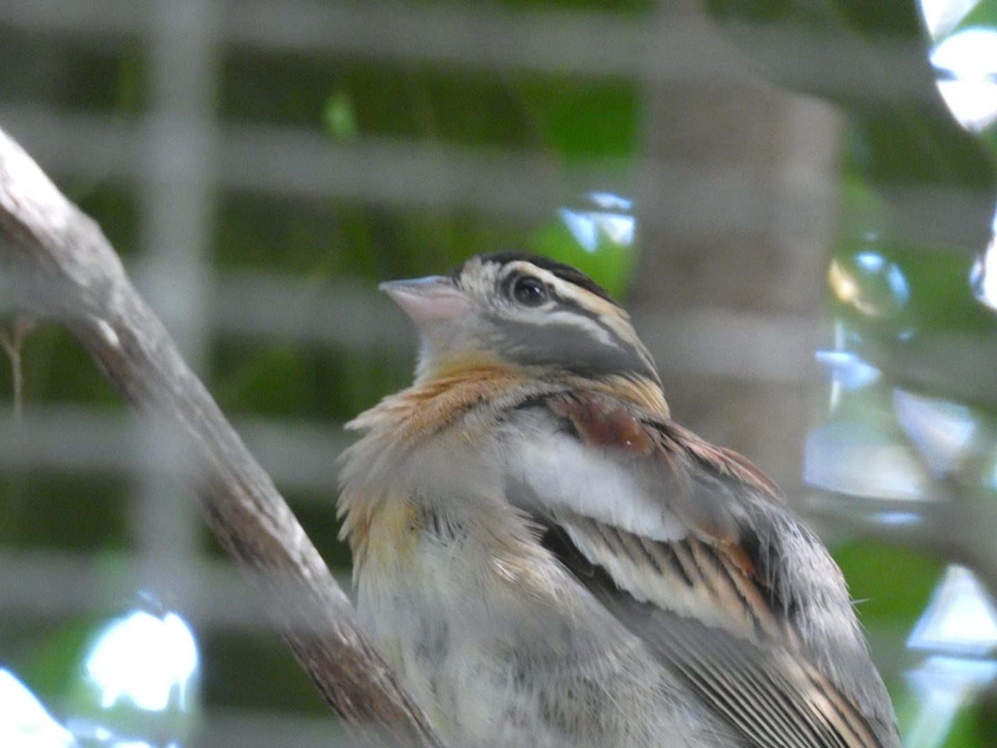 Bird ID? - San Diego Zoo