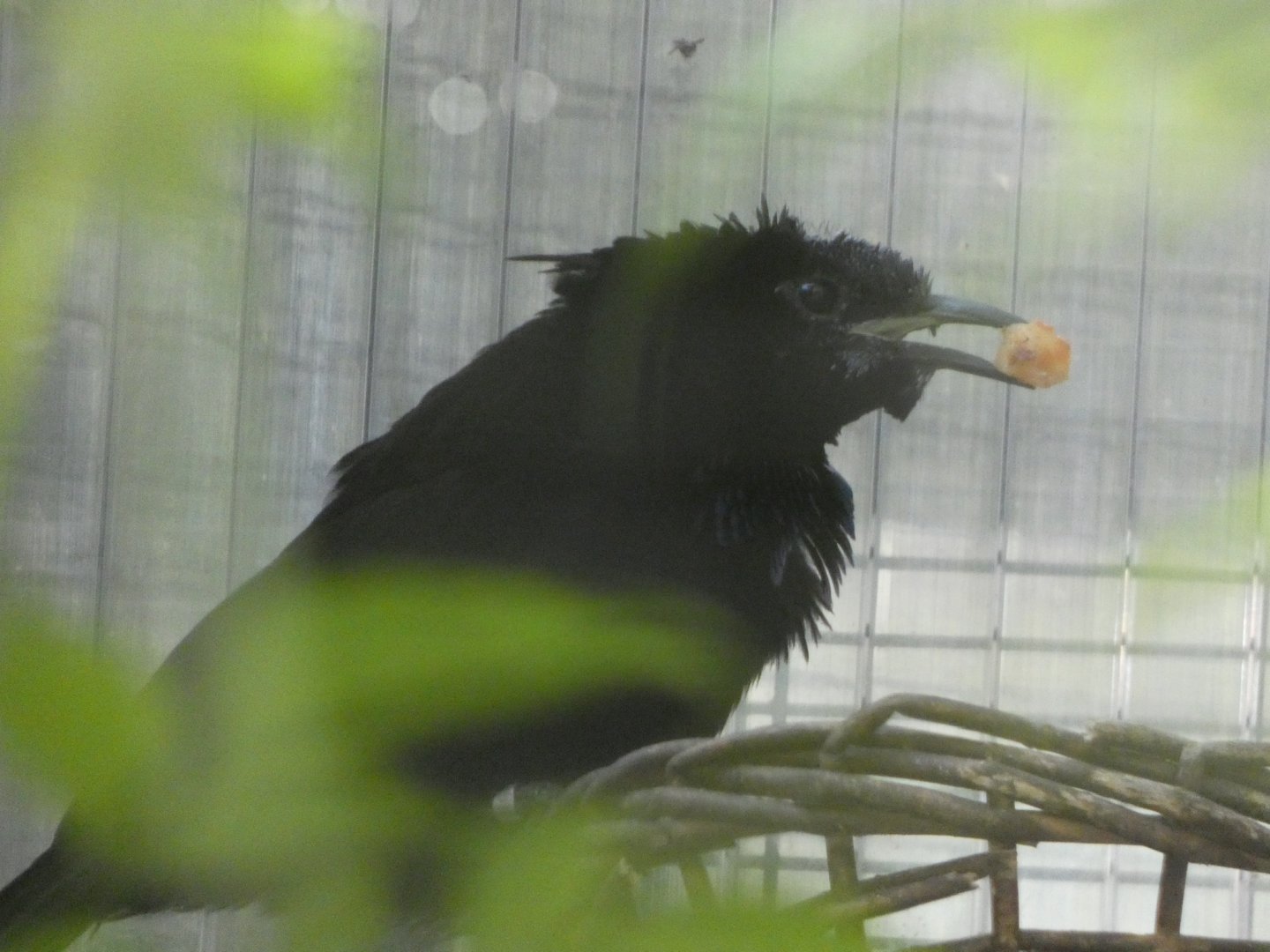 Bird ID? - San Diego Zoo