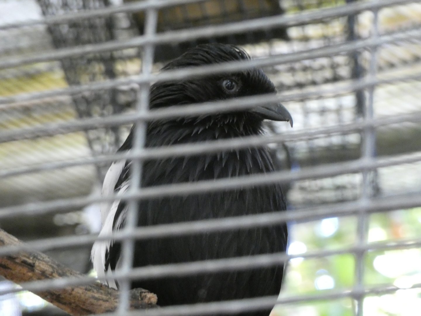 Bird ID? - San Diego Zoo