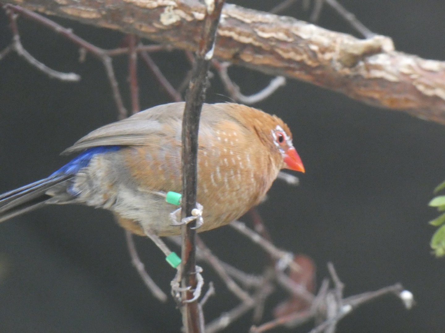 Bird ID? - San Diego Zoo
