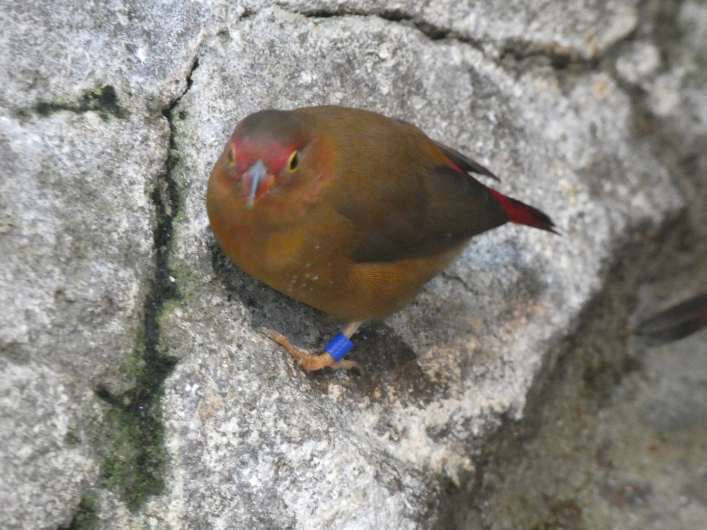 Bird ID? - San Diego Zoo