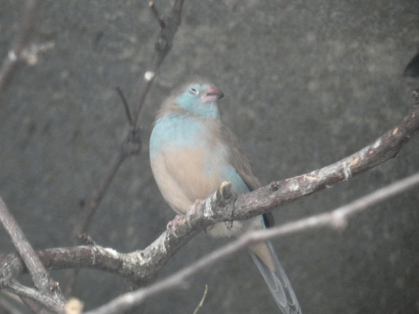 Bird ID? - San Diego Zoo
