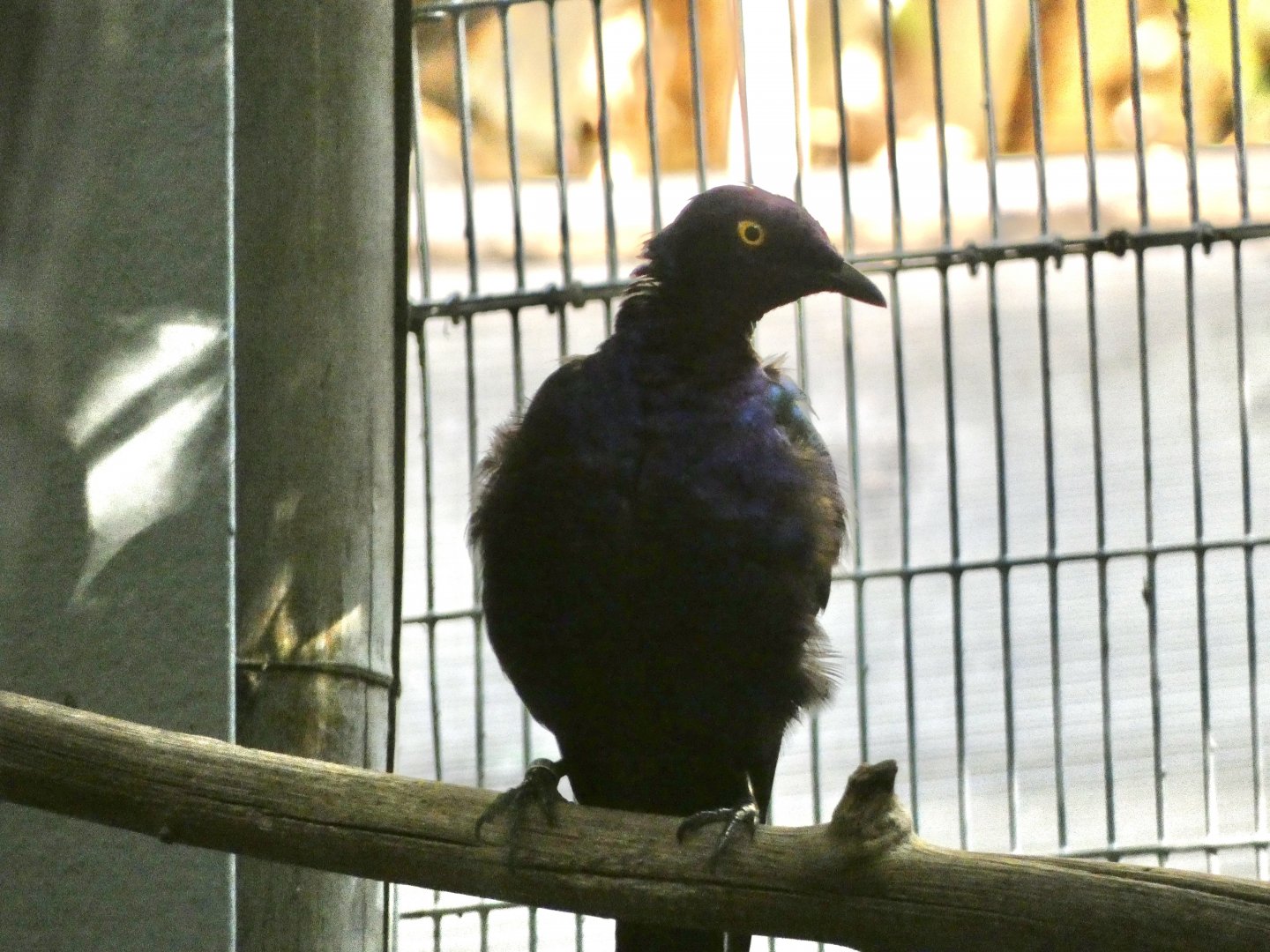 Bird ID? - San Diego Zoo