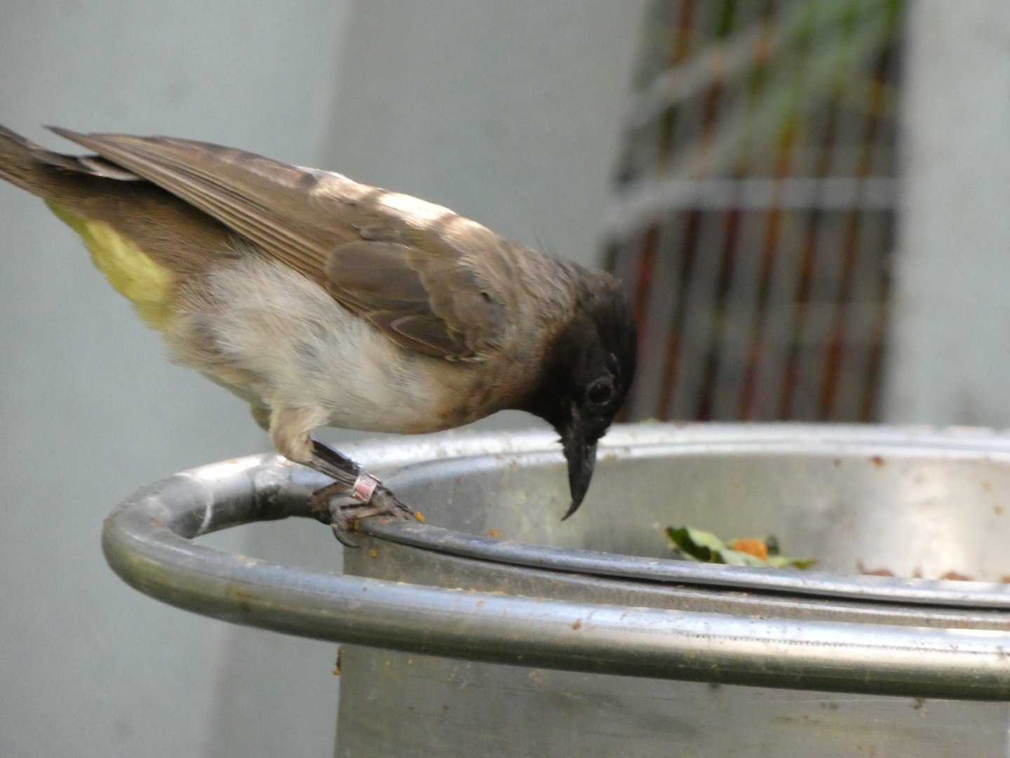 Bird ID? - San Diego Zoo