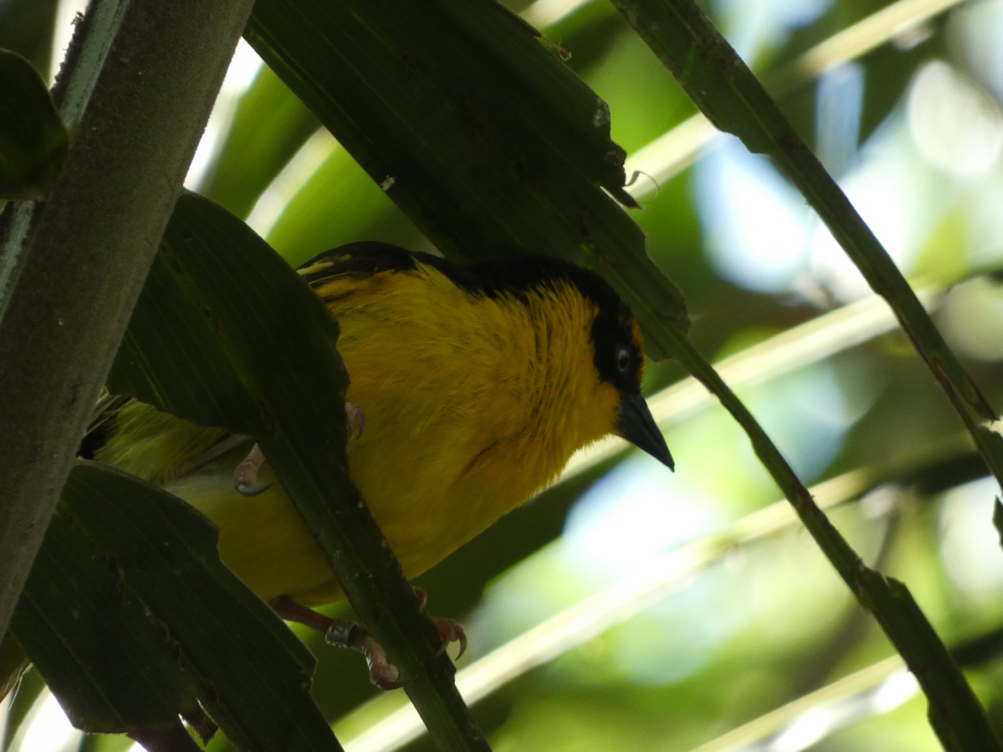 Bird ID? - San Diego Zoo