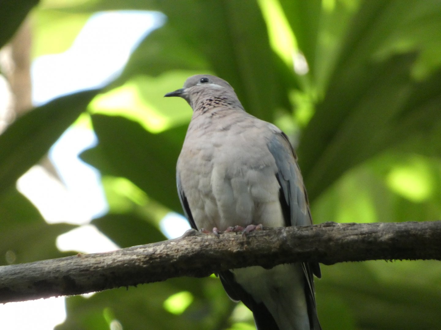 Bird ID? - San Diego Zoo