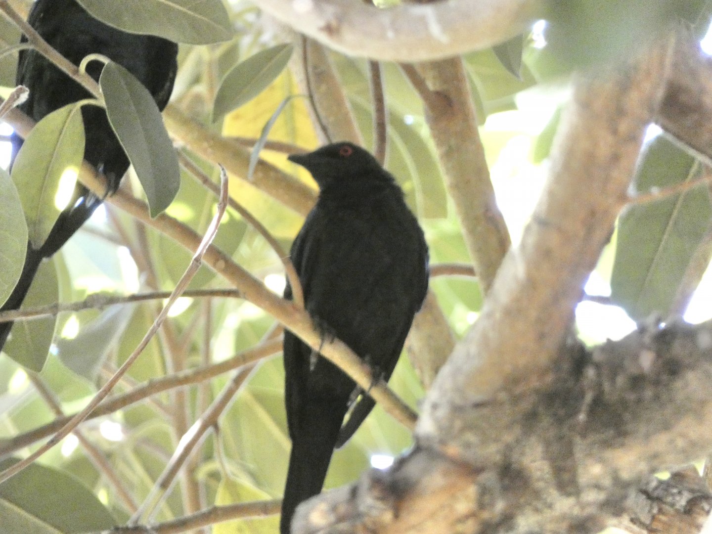 Bird ID? - San Diego Zoo