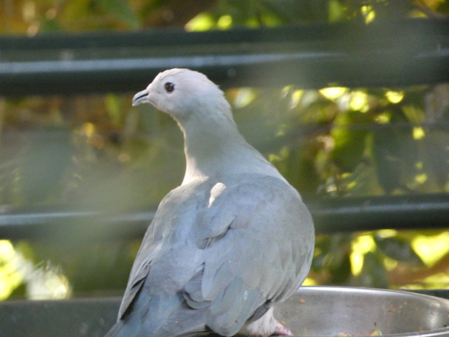 Bird ID? - San Diego Zoo