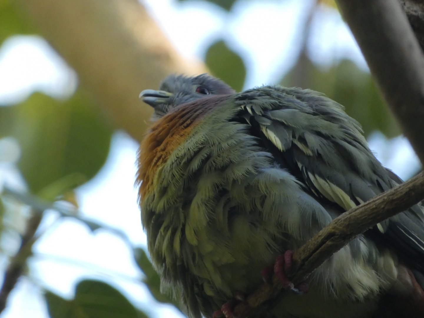 Bird ID? - San Diego Zoo