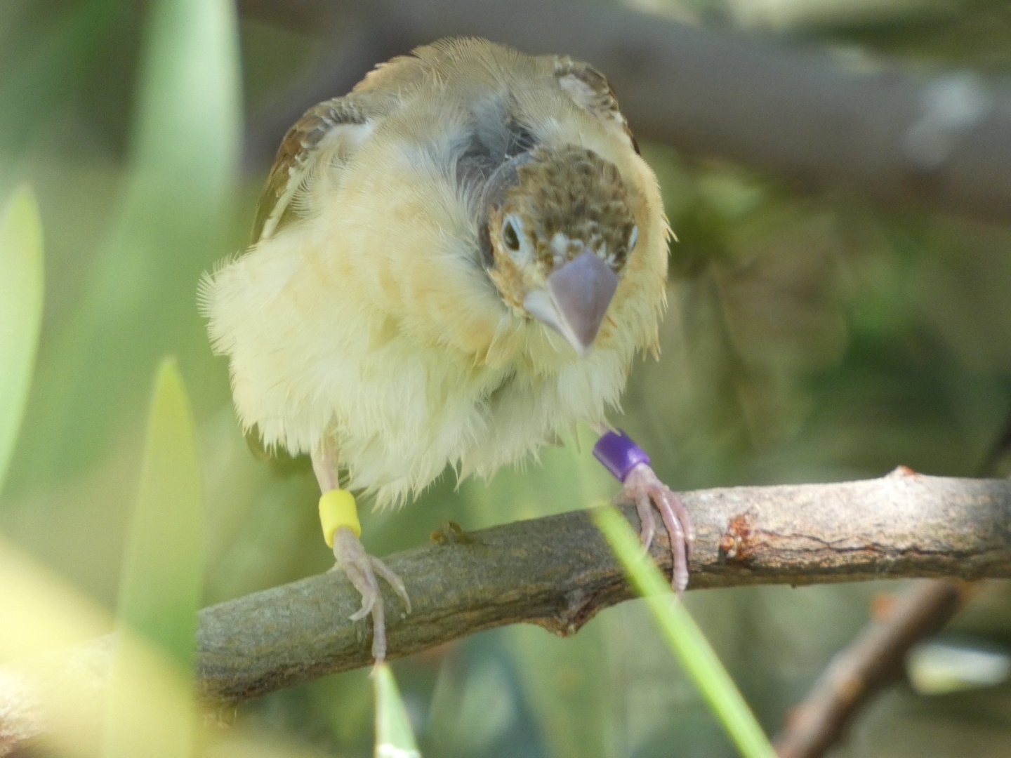Bird ID? - San Diego Zoo