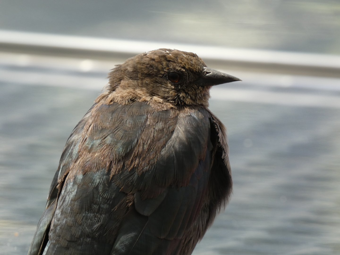 Bird ID? - San Francisco