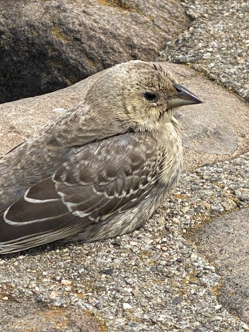 Bird ID? - San Francisco