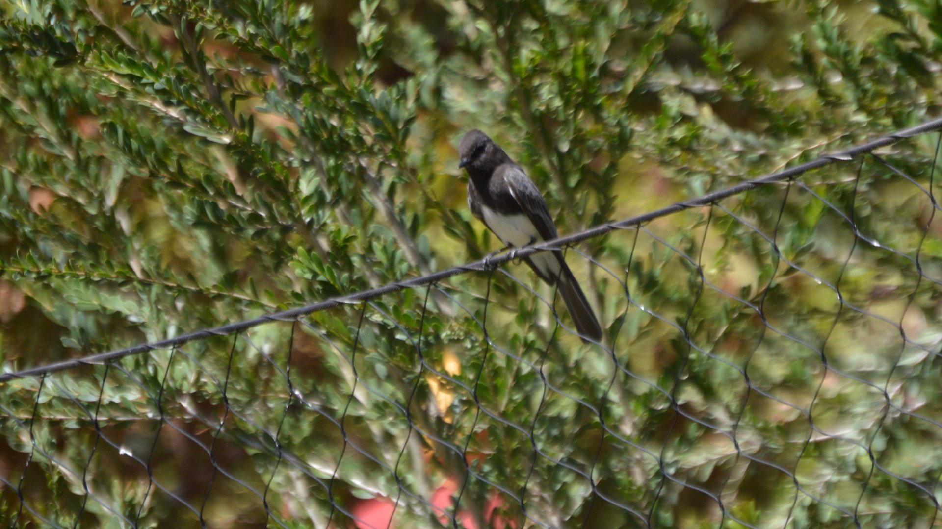 Bird ID (Sayornis nigricans?)
