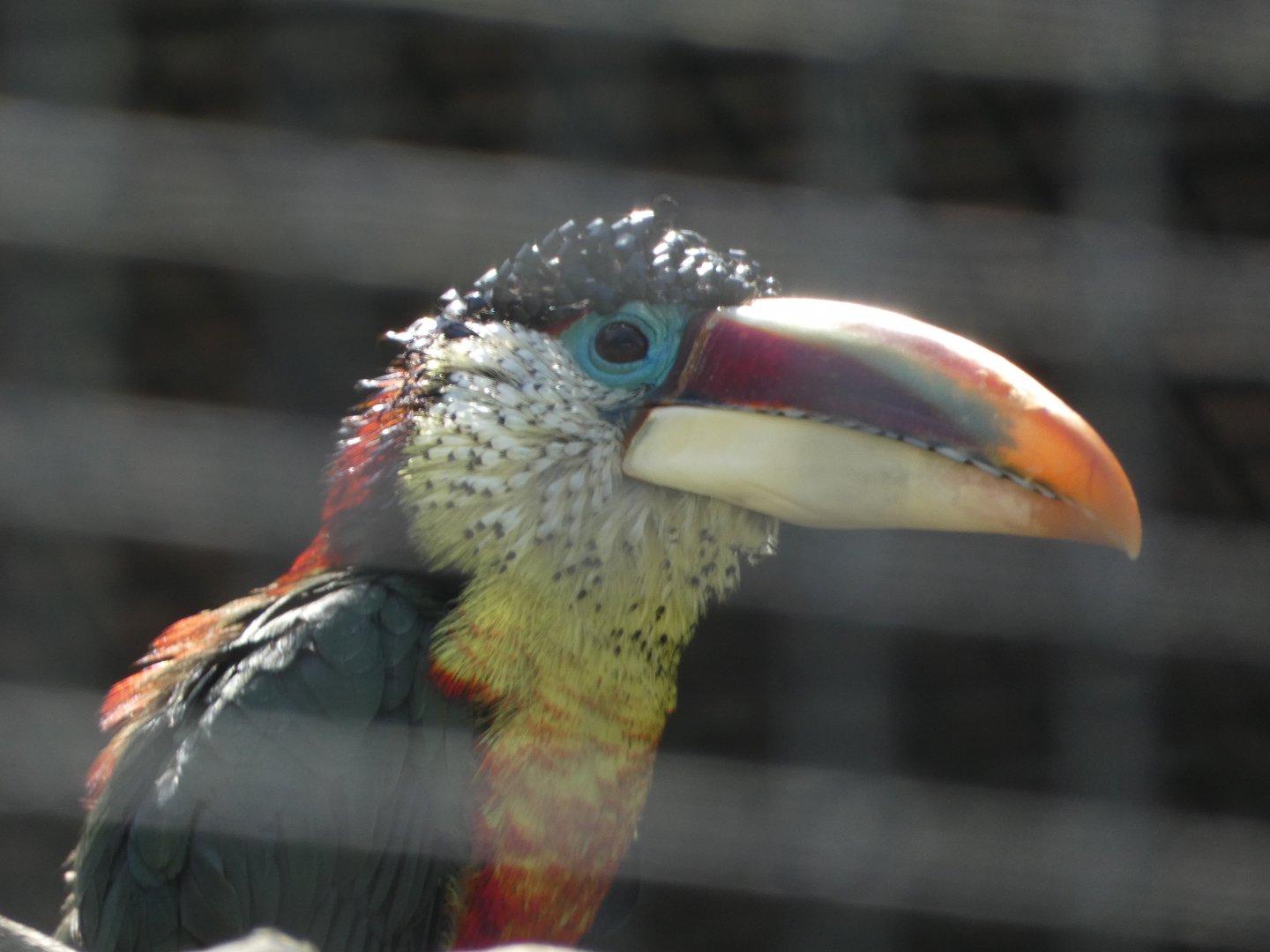 Bird ID? - Seaworld San Diego