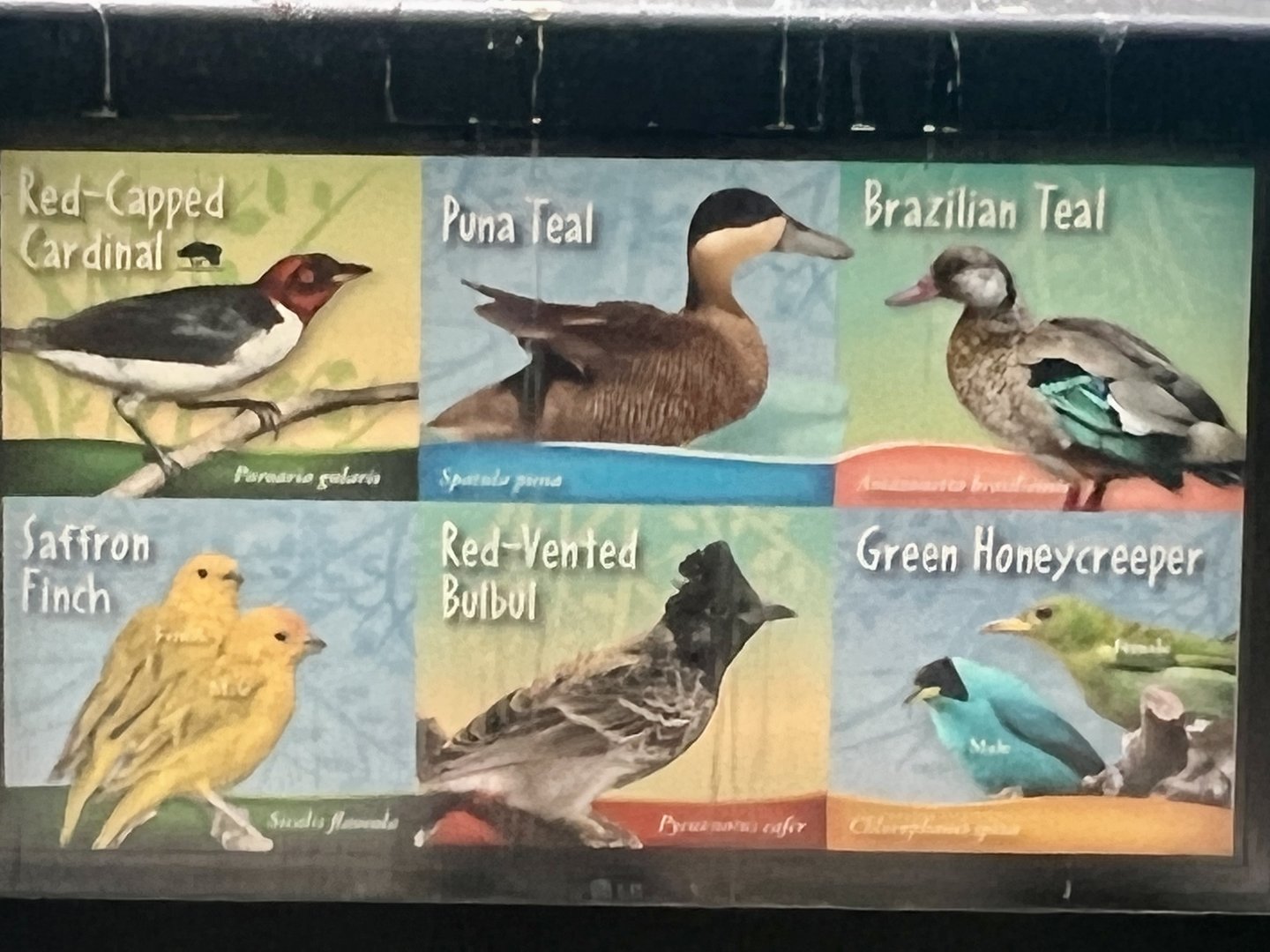 Bird ID Sign