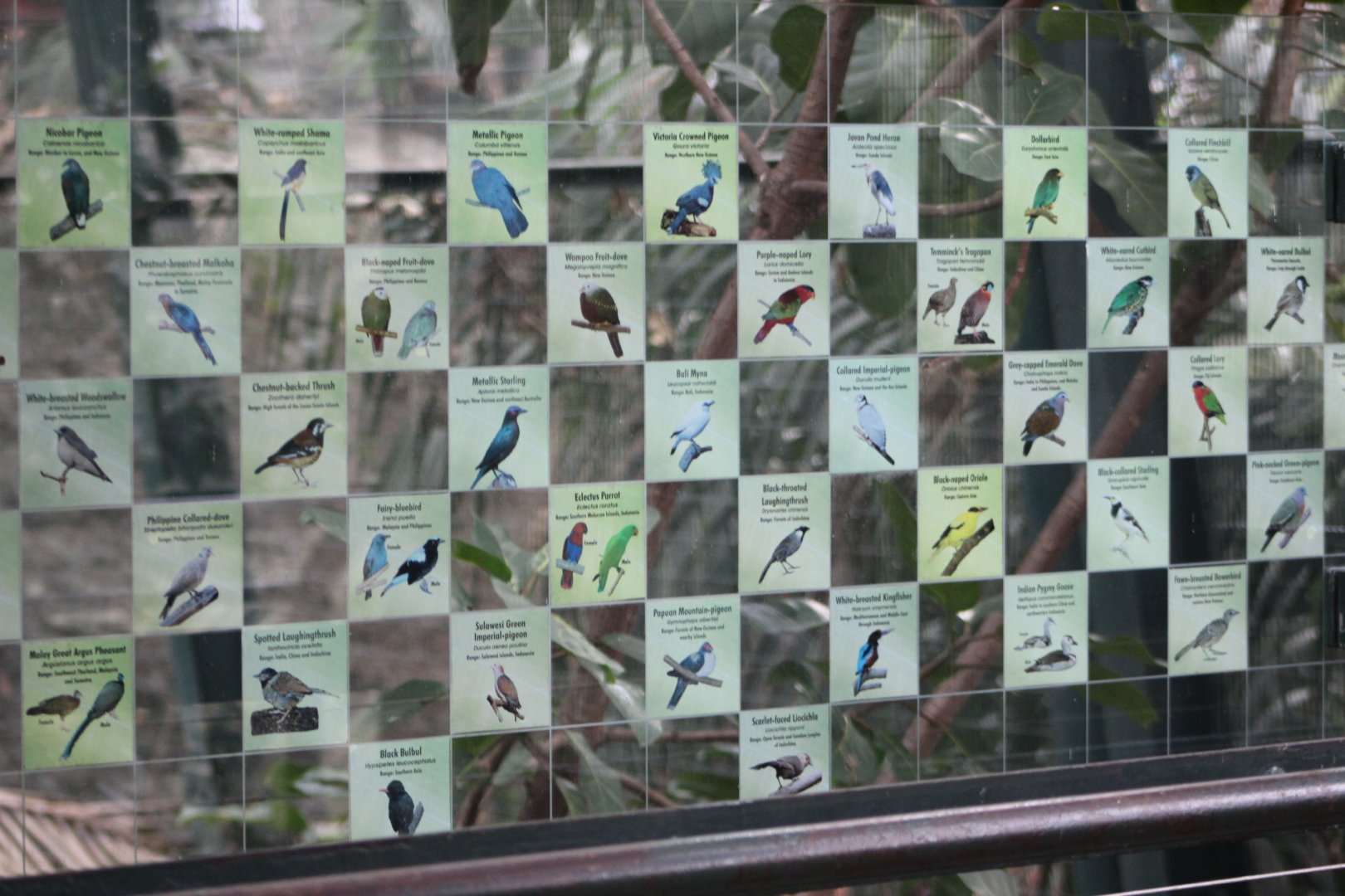 Bird ID Signage - Owen's Aviary