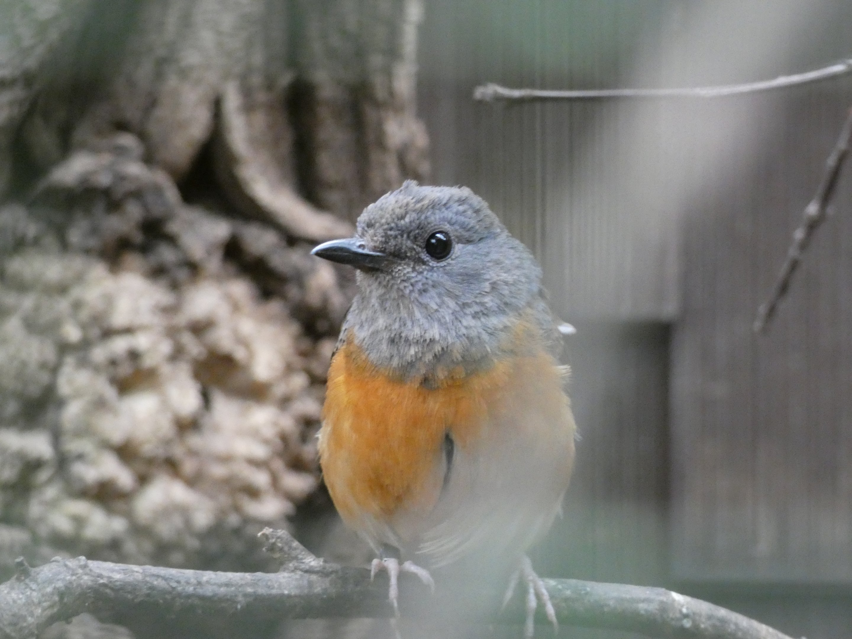 Bird ID? - Tiergarten Bierer Berg