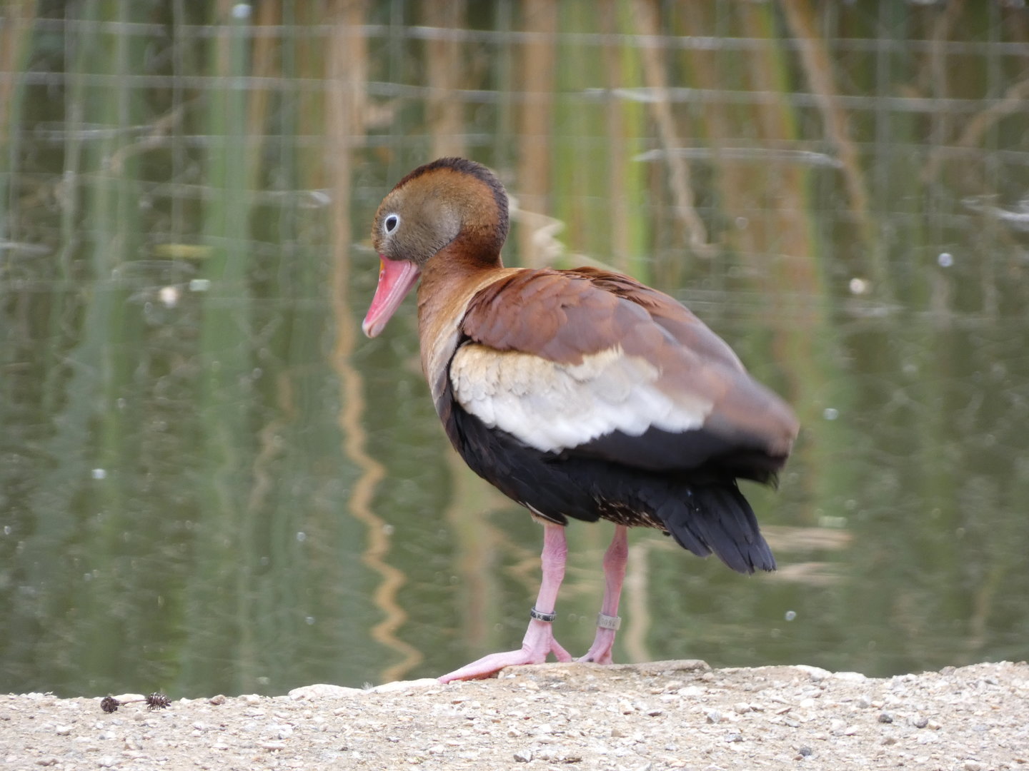 Bird ID? - Tierpark Amerika Limbach Oberfrohna