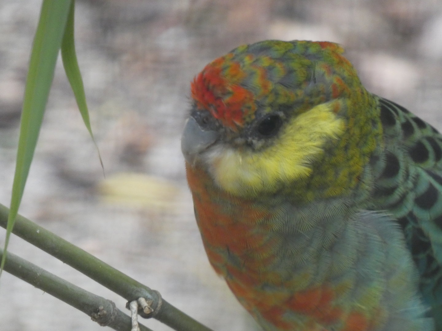 Bird ID? - Tierpark Chemnitz