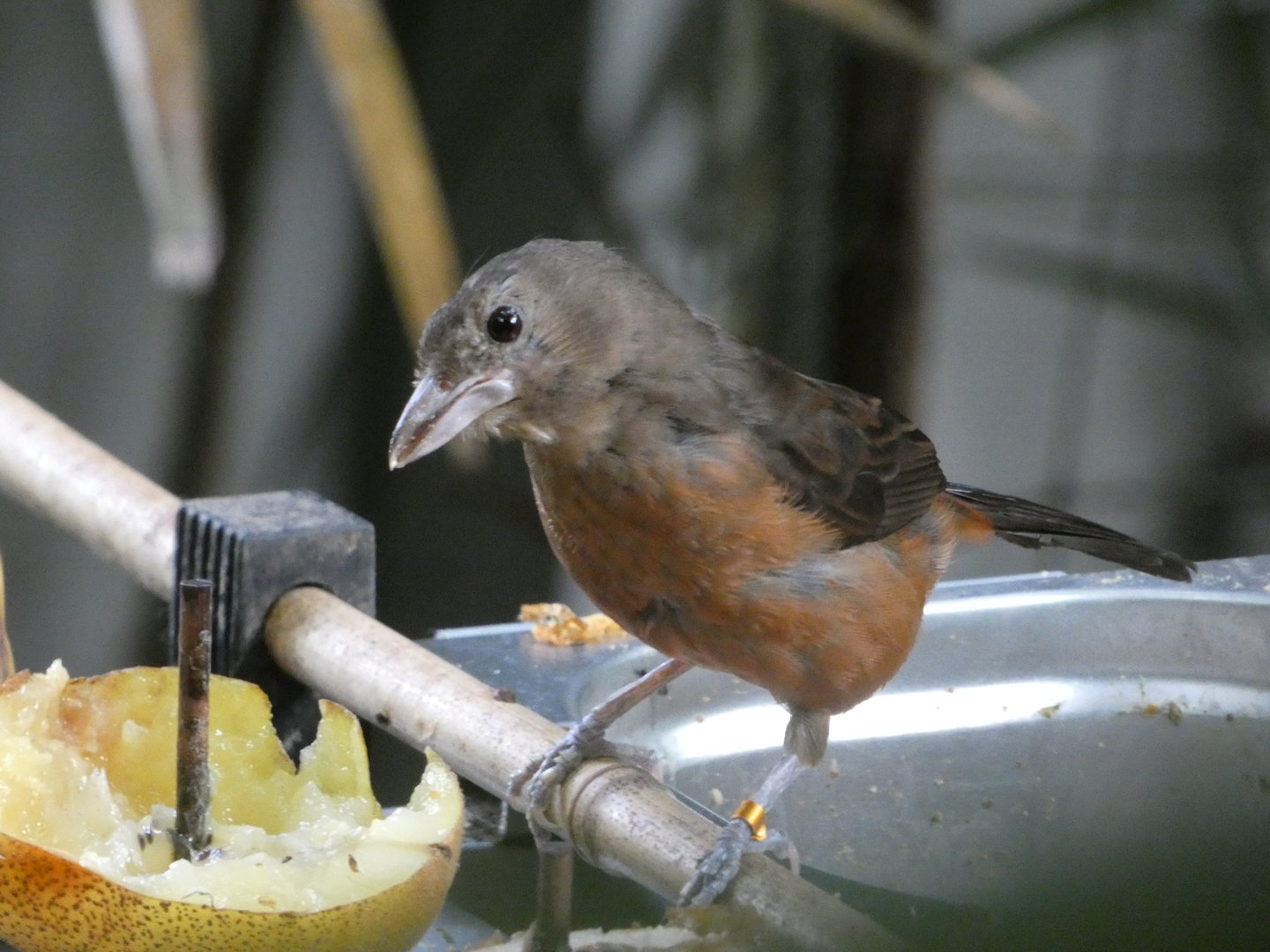 Bird ID? - Tierpark Chemnitz