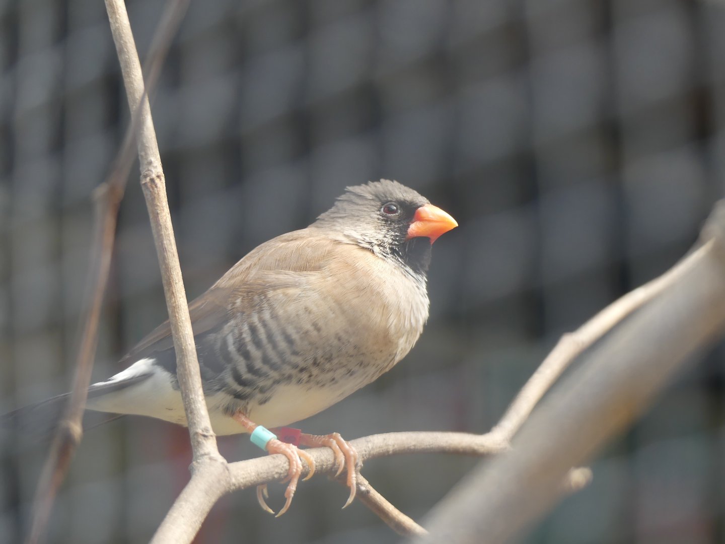 Bird ID?? - unsigned at Paradise Park, Hayle