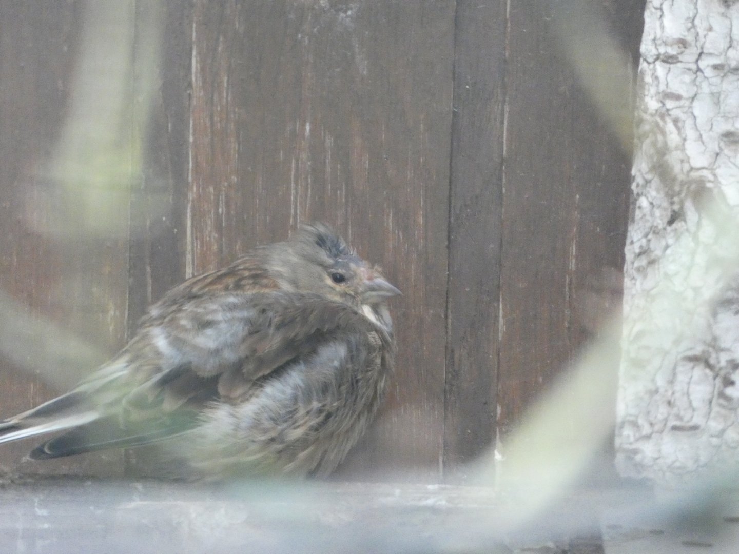 Bird ID? - Weltvogelpark Walsrode