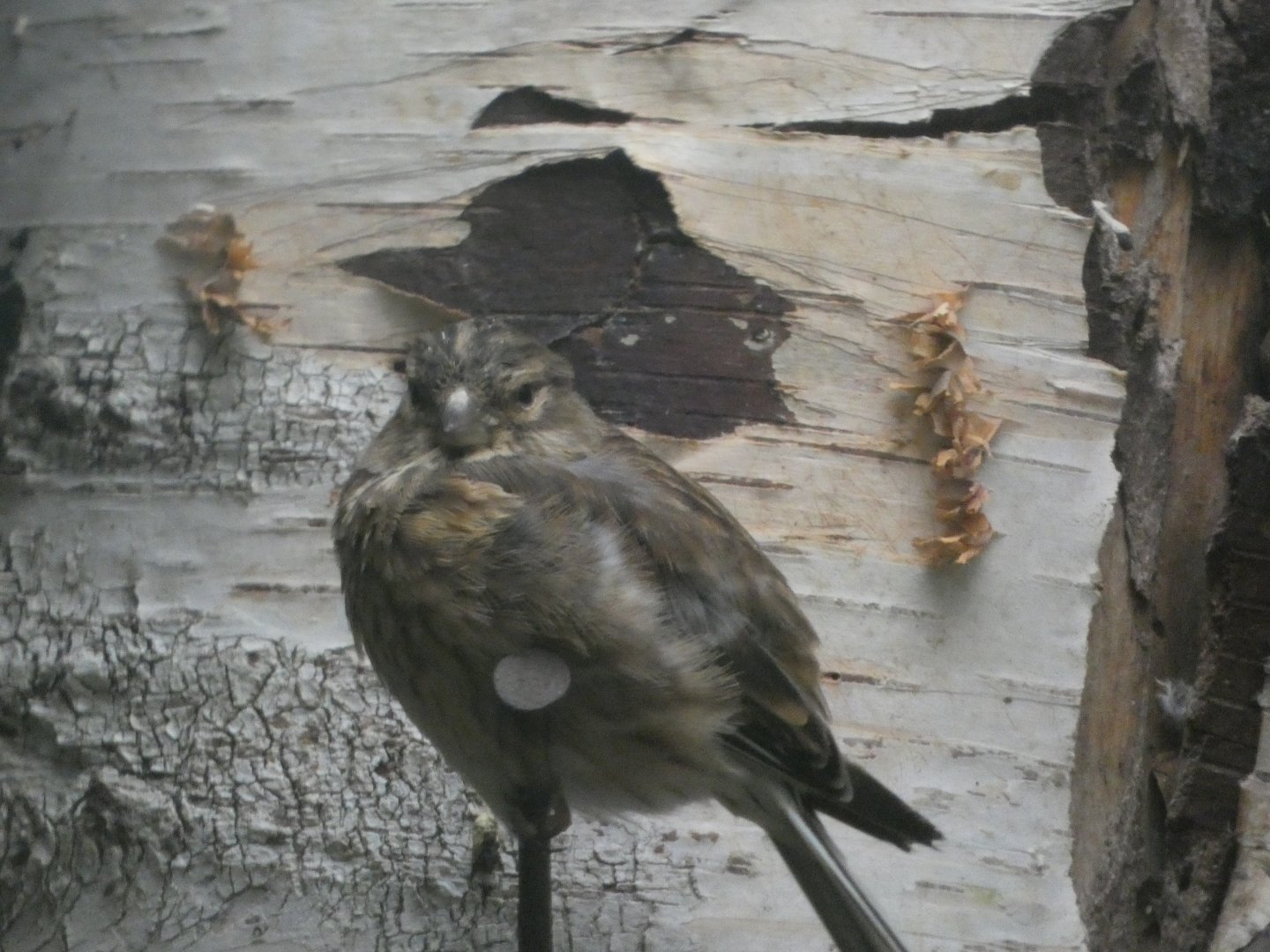 Bird ID? - Weltvogelpark Walsrode